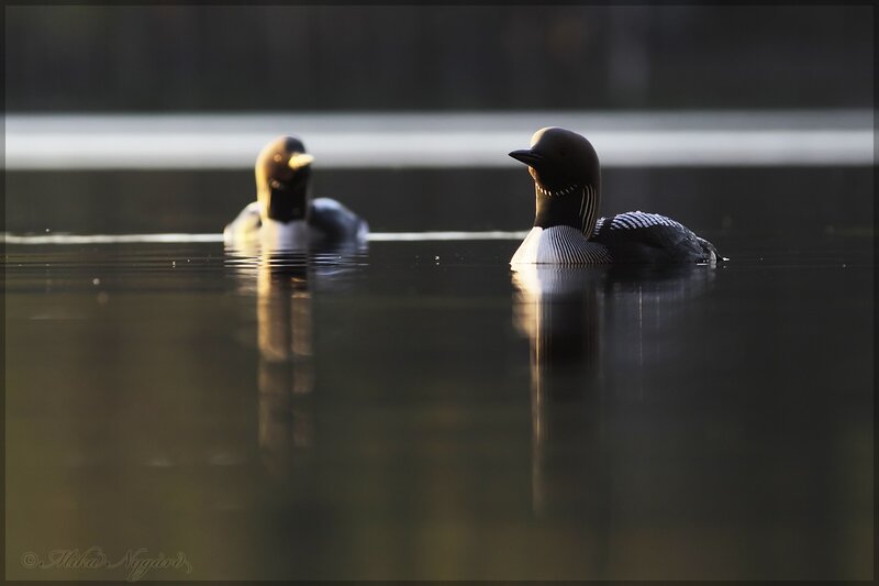 Two loons on a calm lake