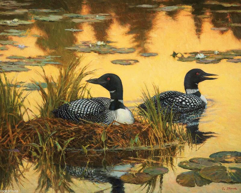 Two Loons on a Nest