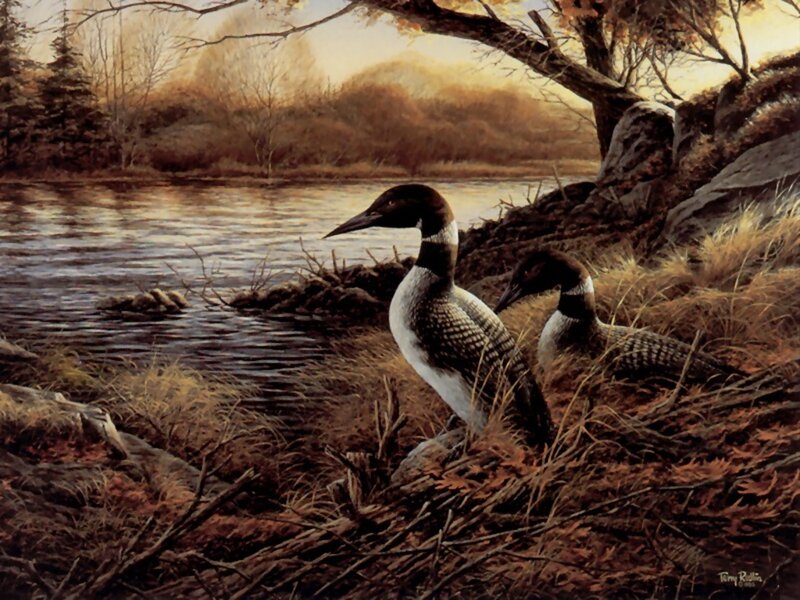 Two Loons on Shore