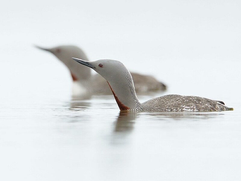 Two Loons on Water