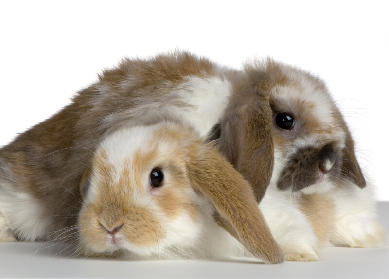 two lop-eared rabbits