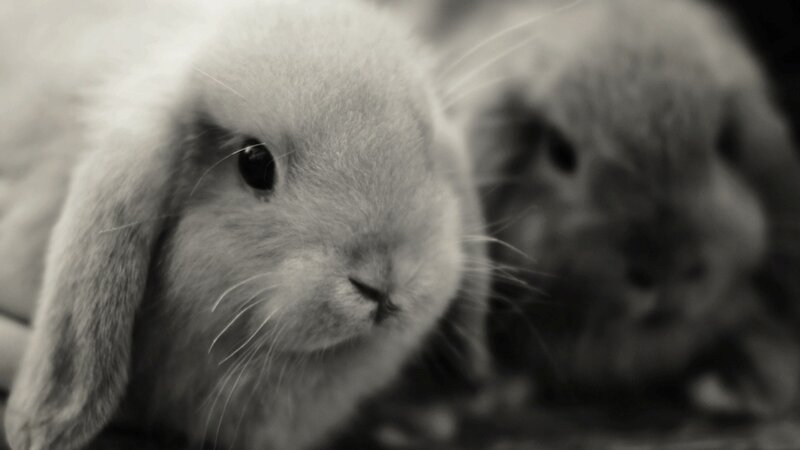 Two Lop-eared Rabbits — Black, Calm