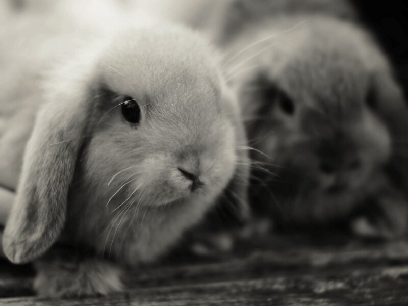 Two Lop-eared Rabbits — Black