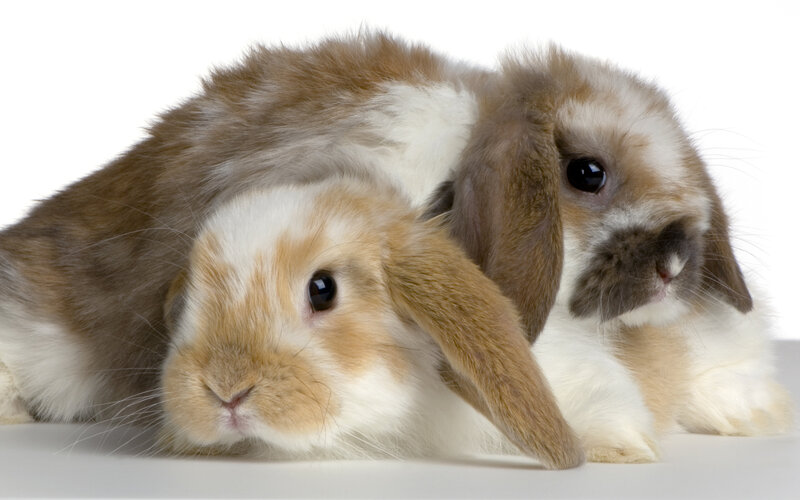 Two Lop-eared Rabbits — Brown, Calm, Photograph