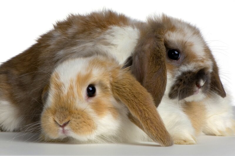 Two Lop-eared Rabbits — Brown, Calm