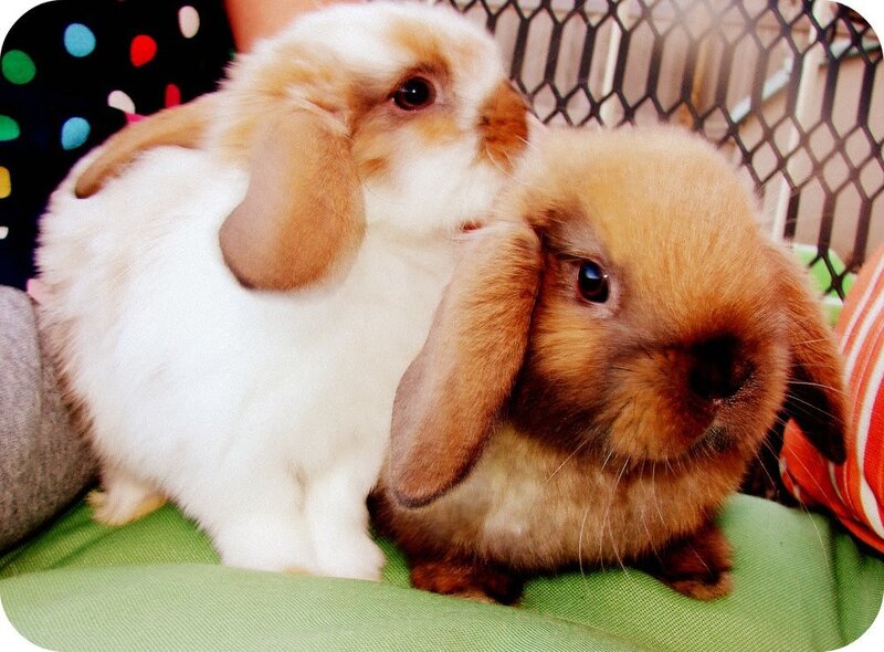 Two Lop-eared Rabbits — Brown