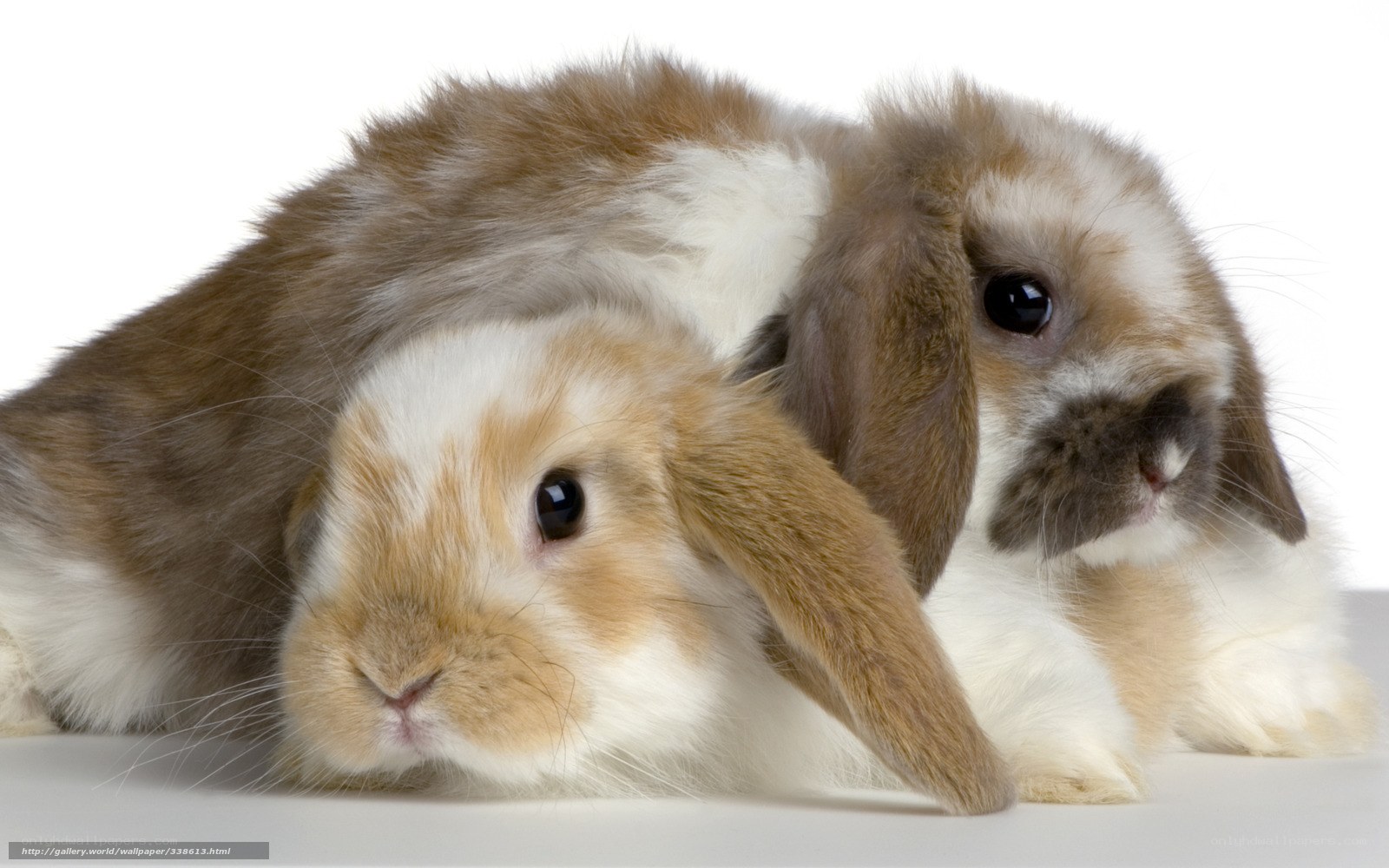 two lop-eared rabbits