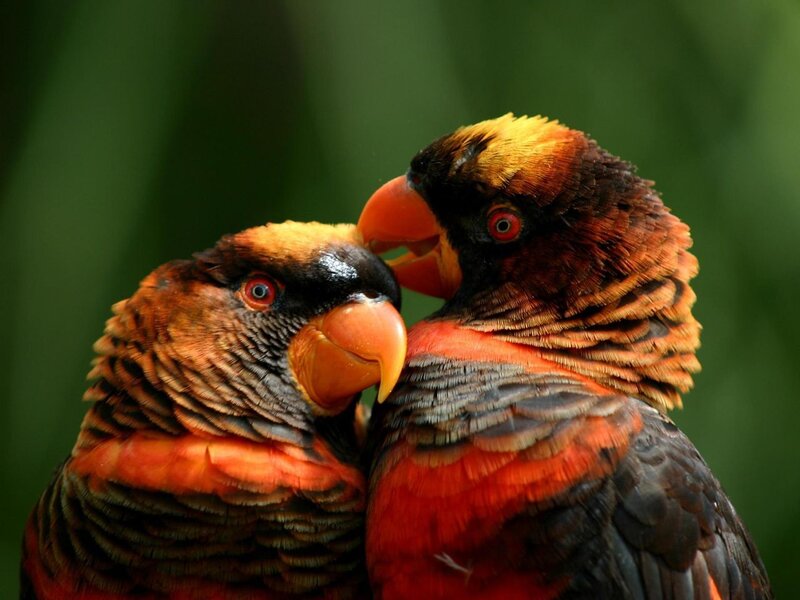 Two Lorikeet Parrots