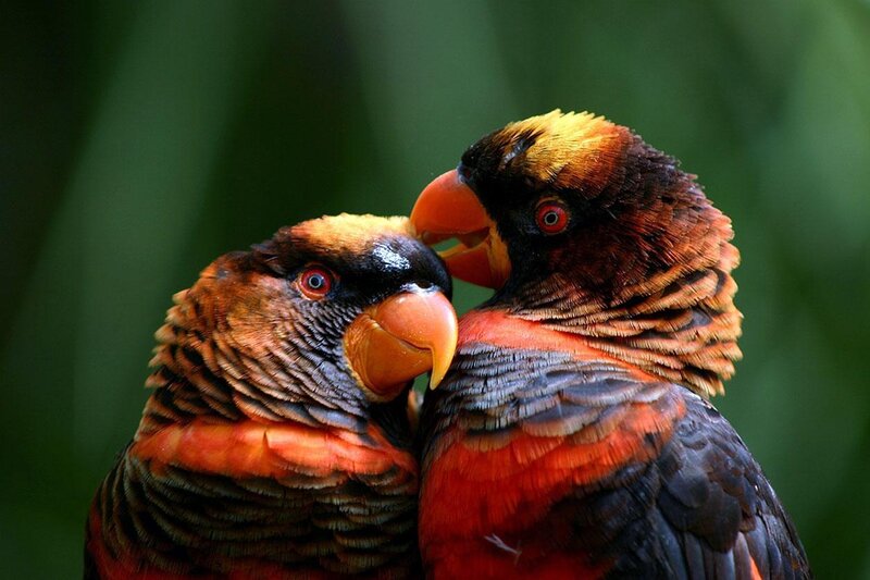 Two Lorikeets Touching
