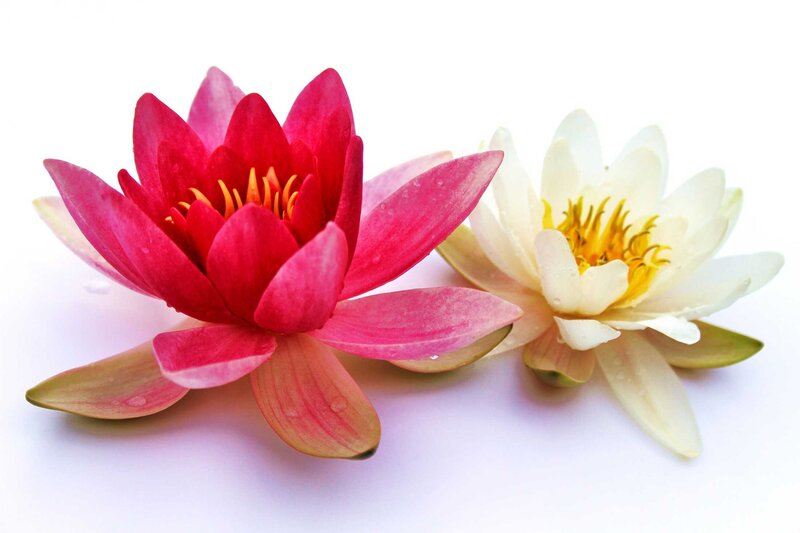 Two Lotus Flowers