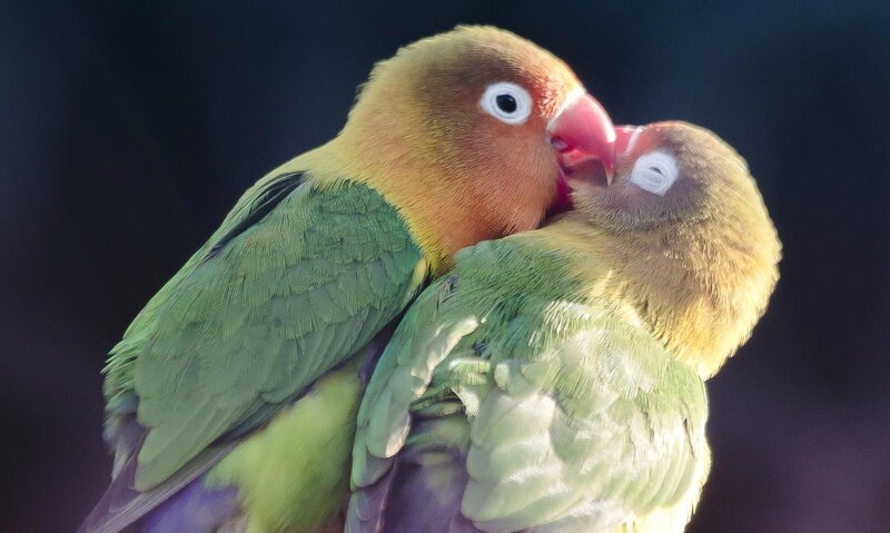 Two Lovebirds Cuddling — Green, Intimate