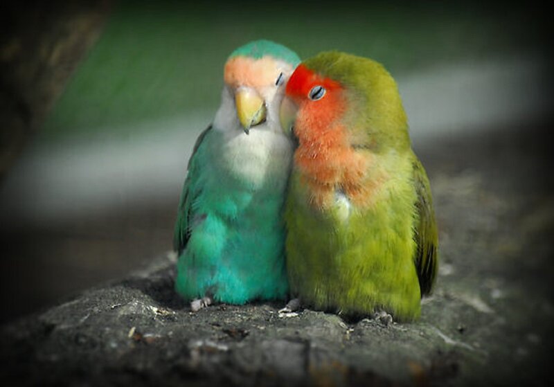 Two Lovebirds Cuddling — Green