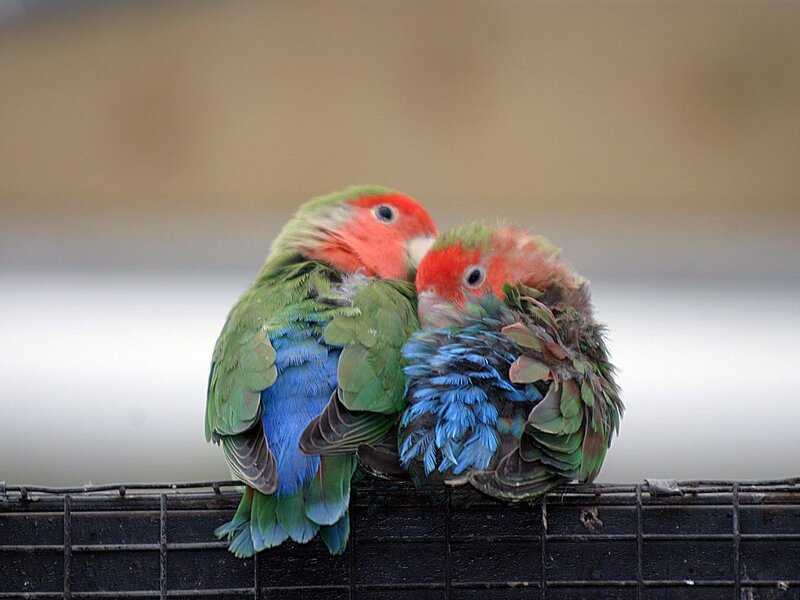 Two Lovebirds Cuddling