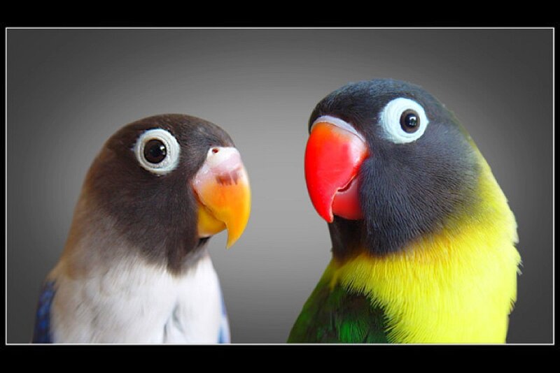 Two lovebirds facing each other
