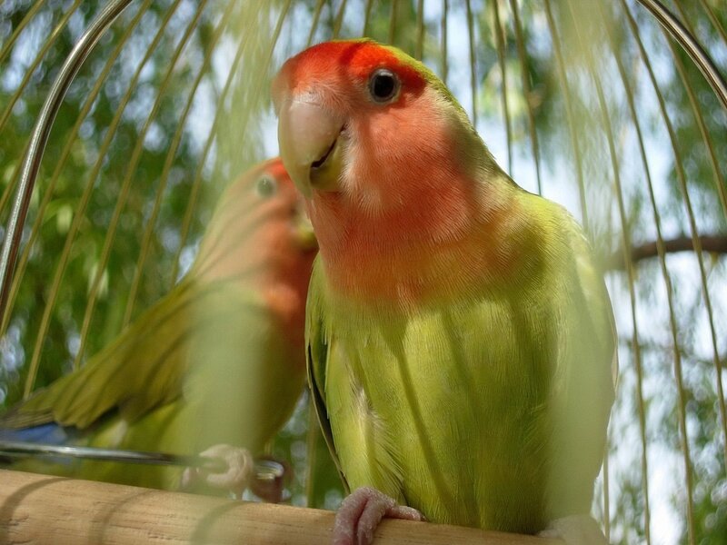 Two Lovebirds in Cage