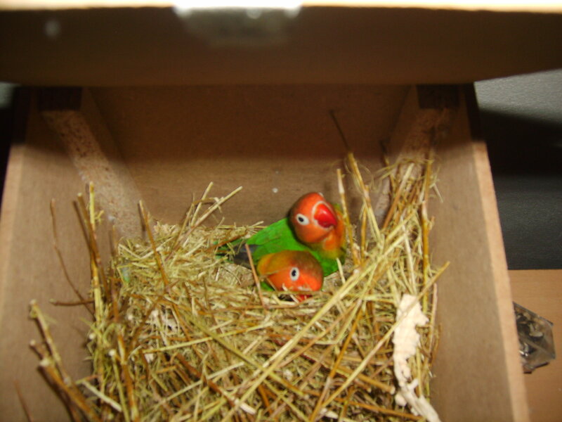 Two Lovebirds in Nest — Green