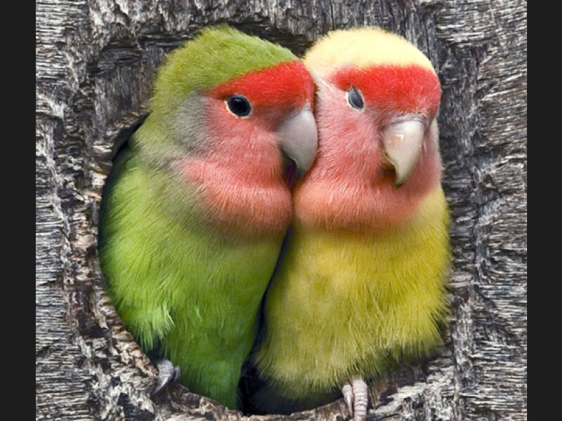 Two Lovebirds in Nest