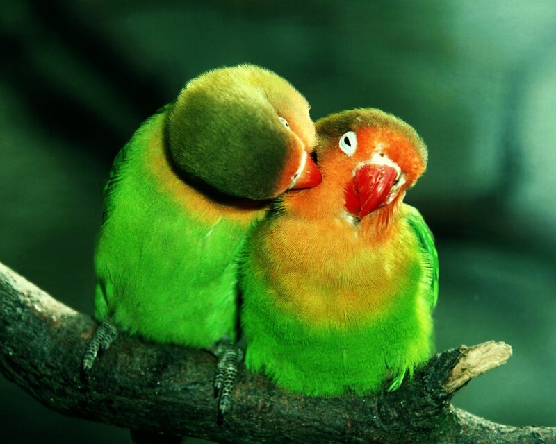 Two lovebirds on a branch
