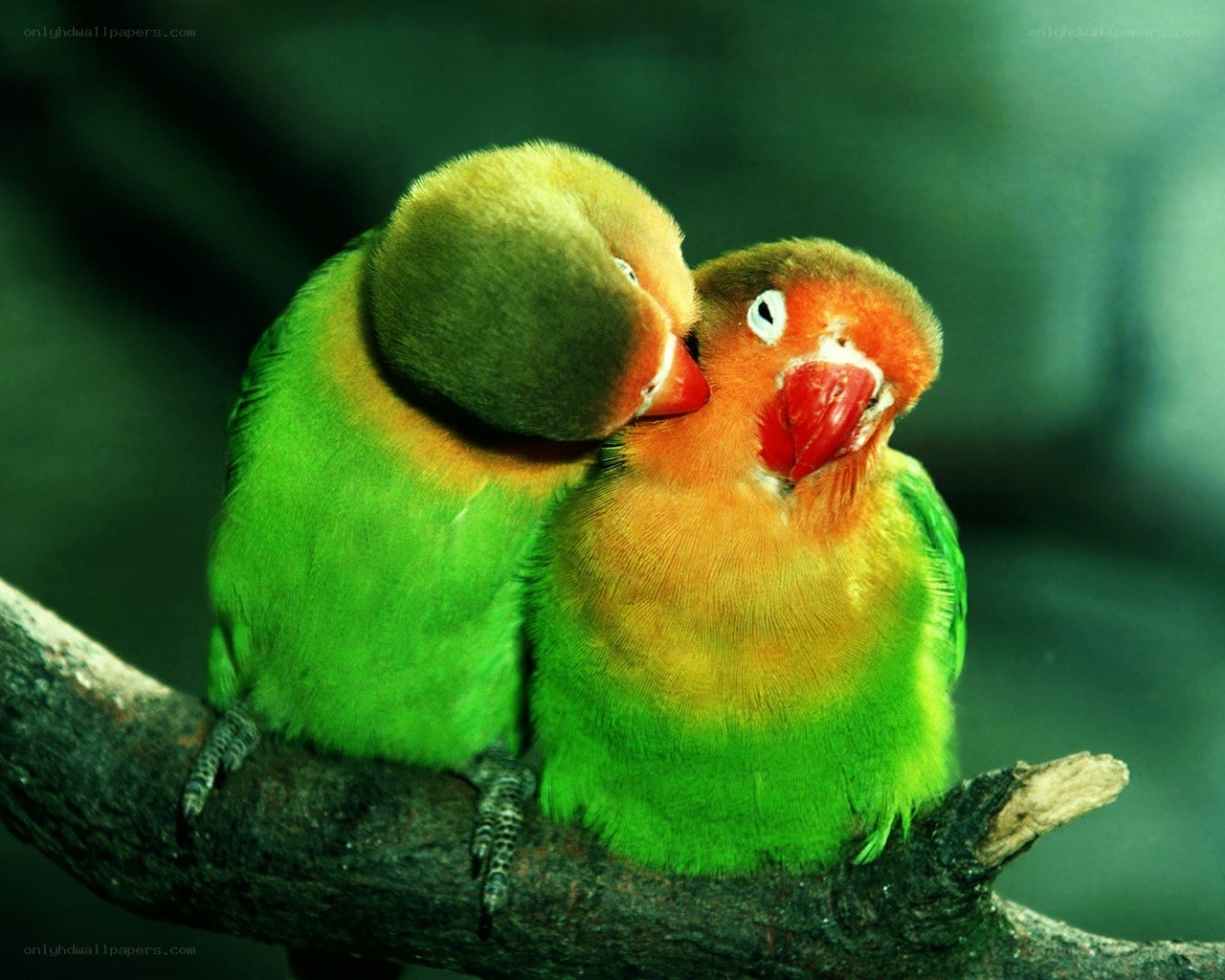 Two lovebirds on a branch