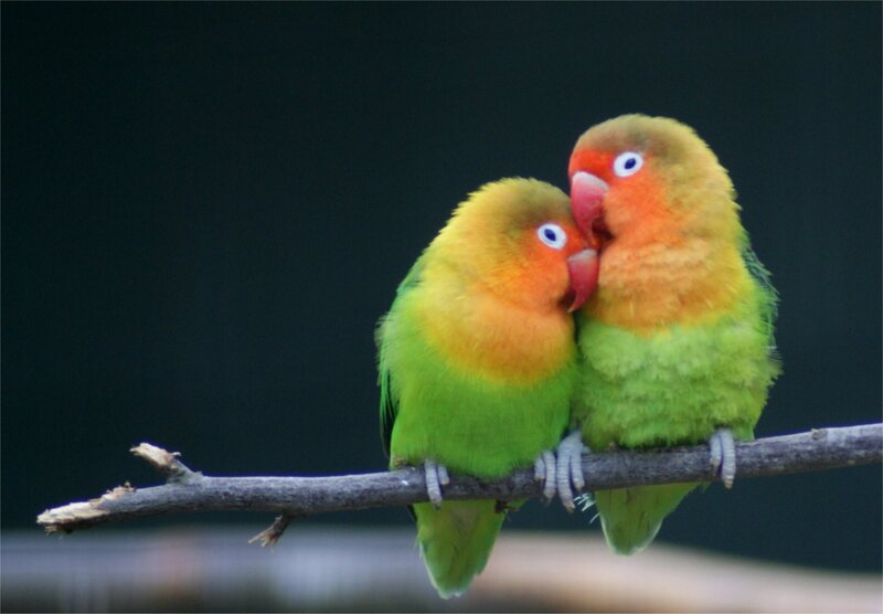 Two lovebirds on a branch