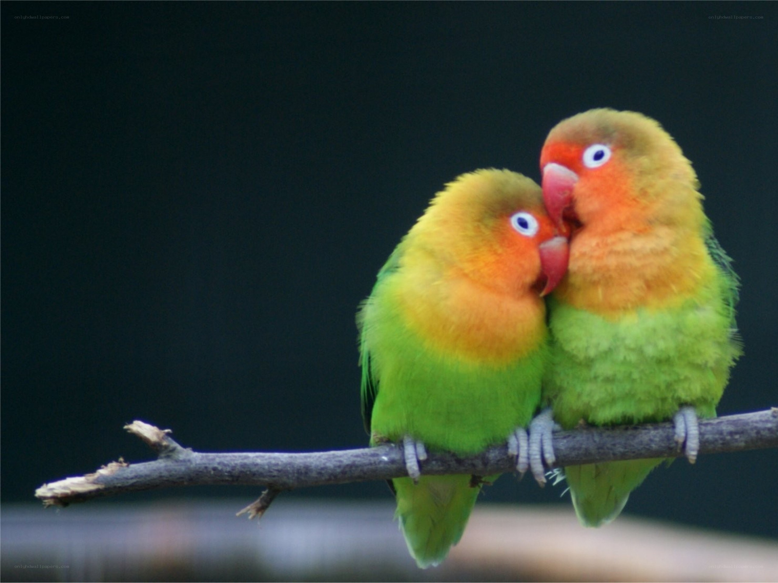 Two lovebirds on a branch