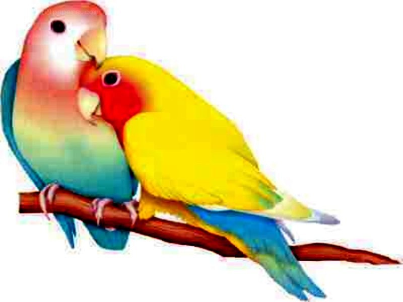 two lovebirds on a branch