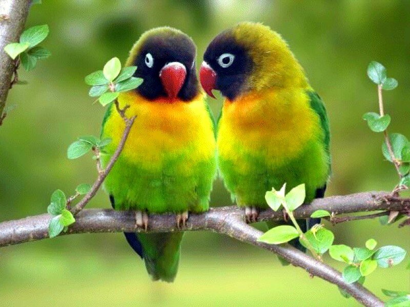 two lovebirds on a branch