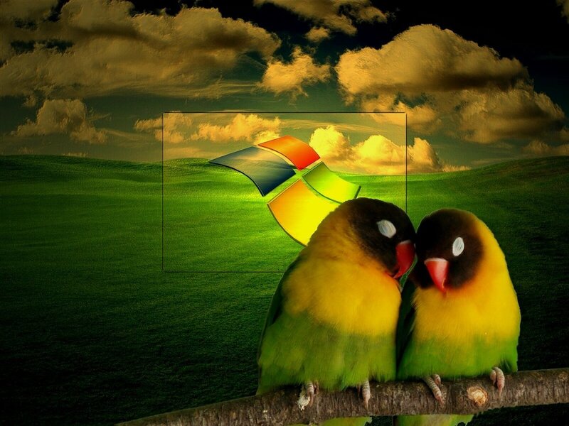 Two lovebirds on a branch