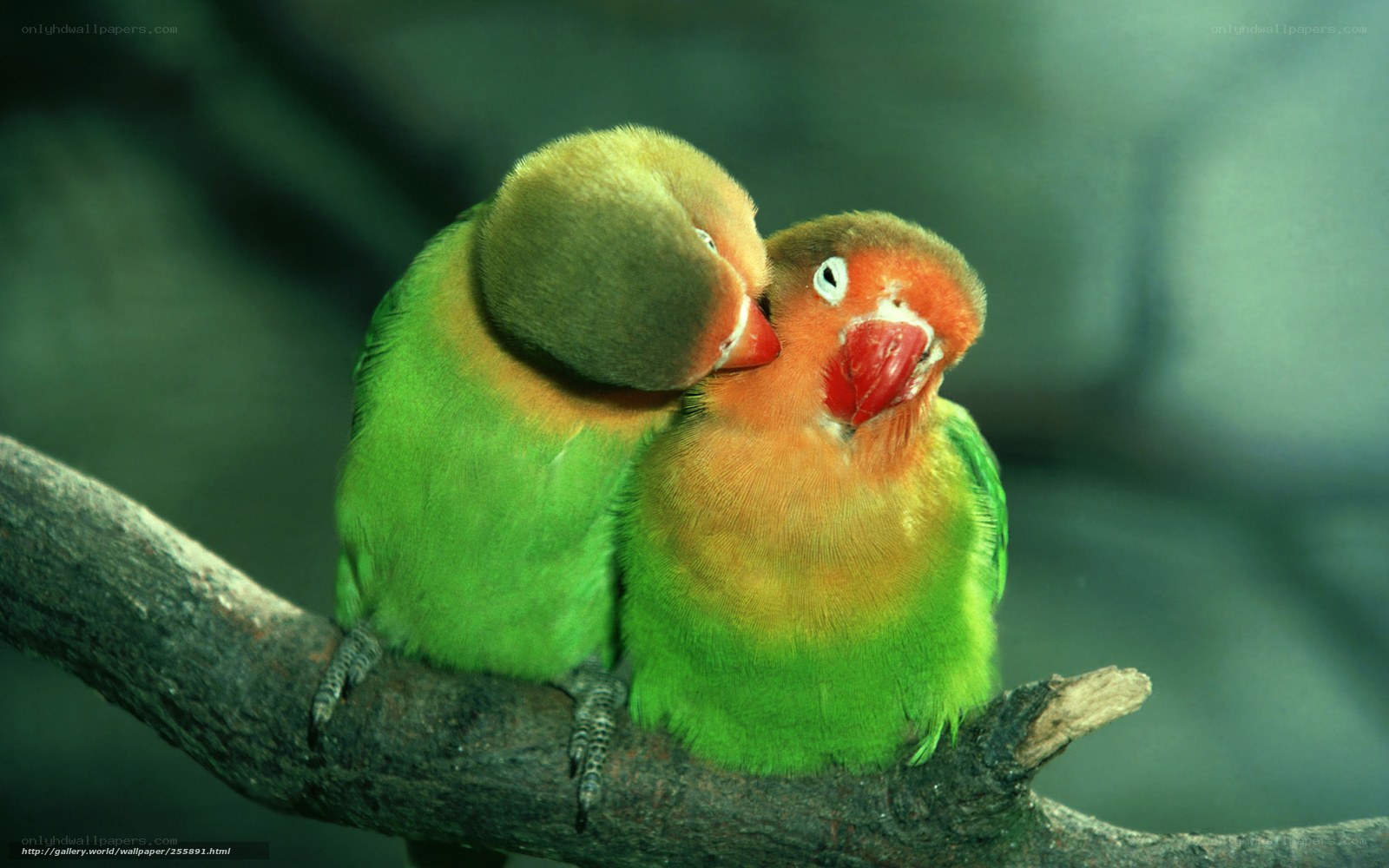 Two lovebirds on a branch