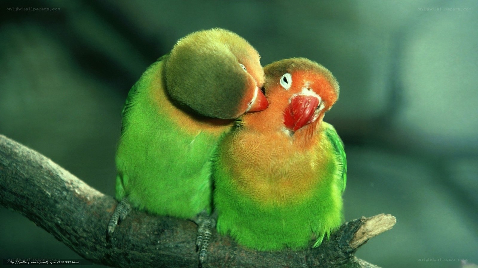 Two lovebirds on a branch