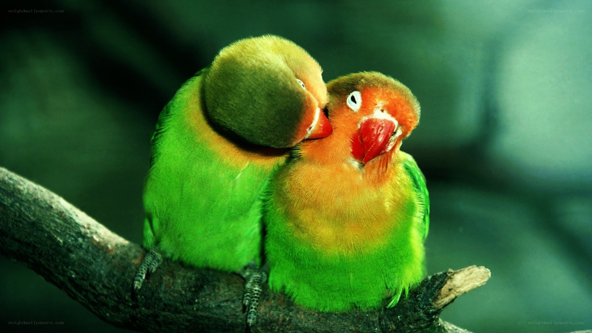Two lovebirds on a branch