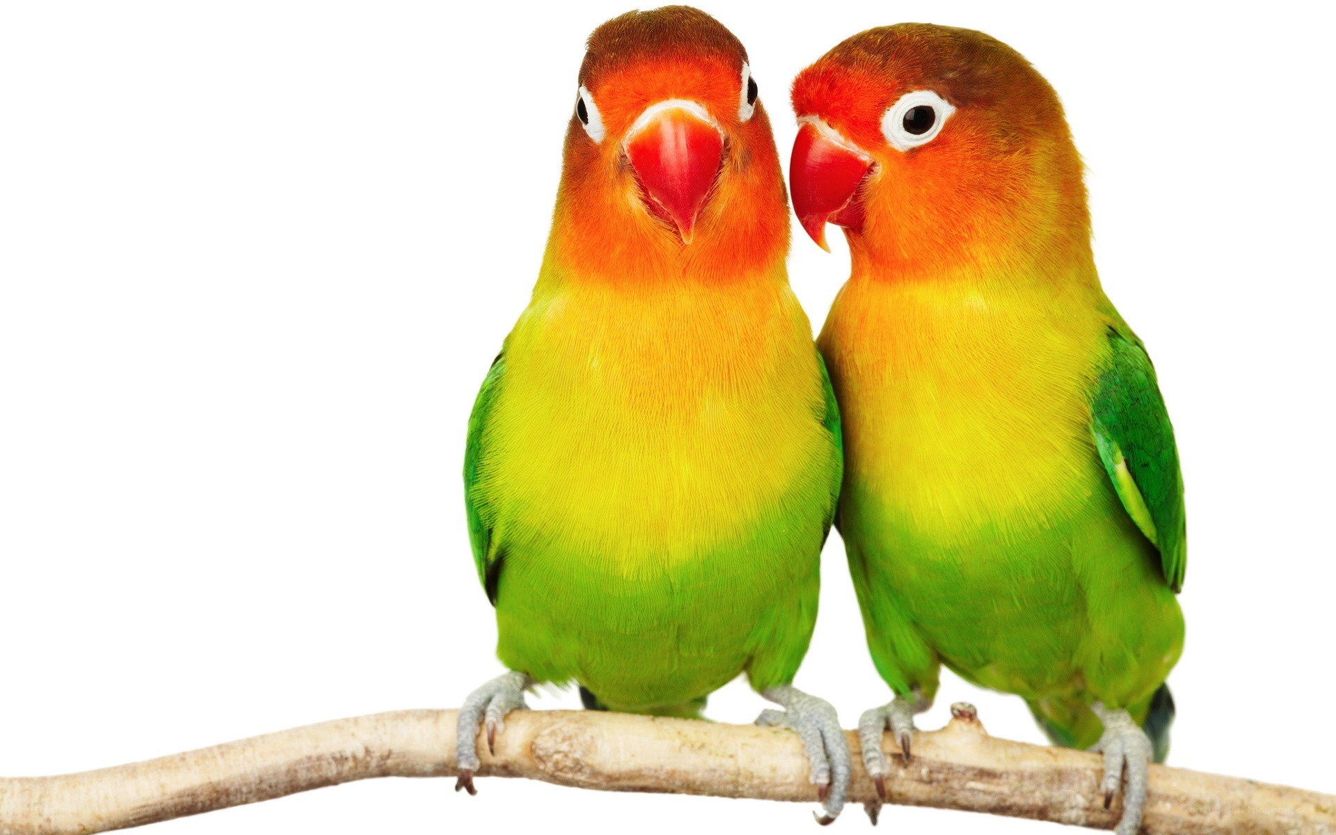 two lovebirds on a branch
