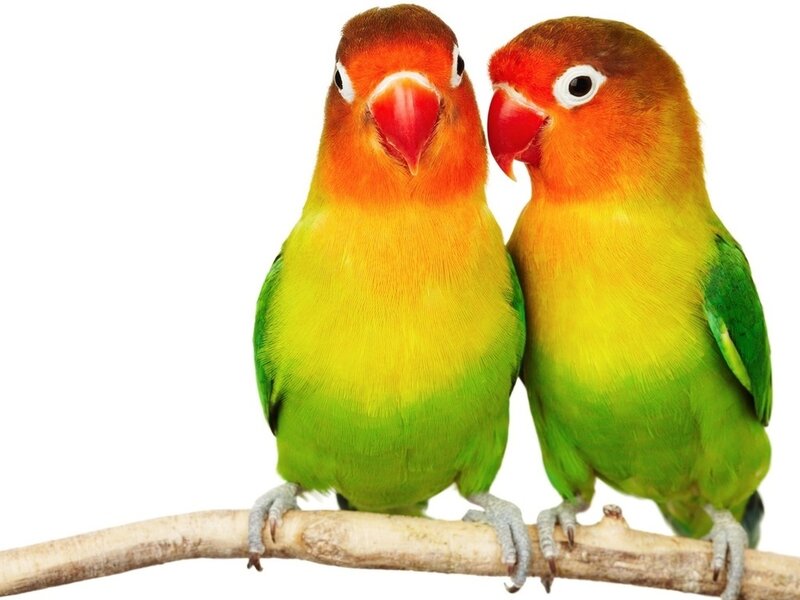 Two Lovebirds on a Branch — Green