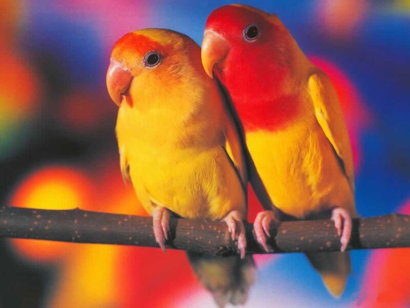 Two Lovebirds on a Branch — Yellow