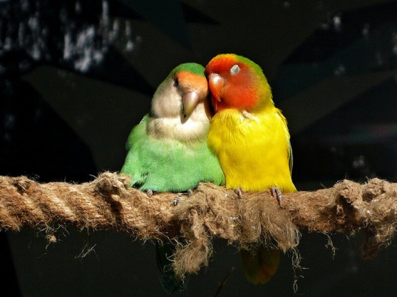 Two Lovebirds on a Rope