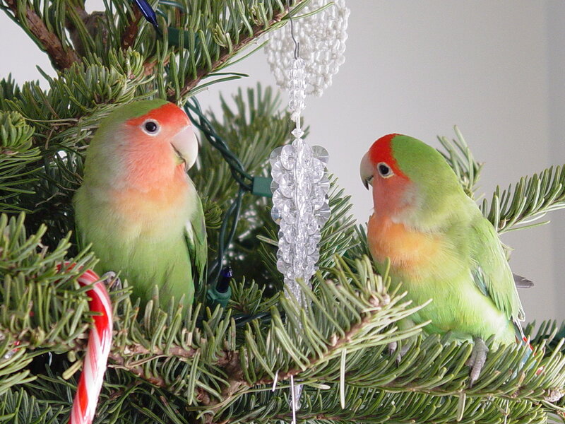 Two lovebirds on a tree