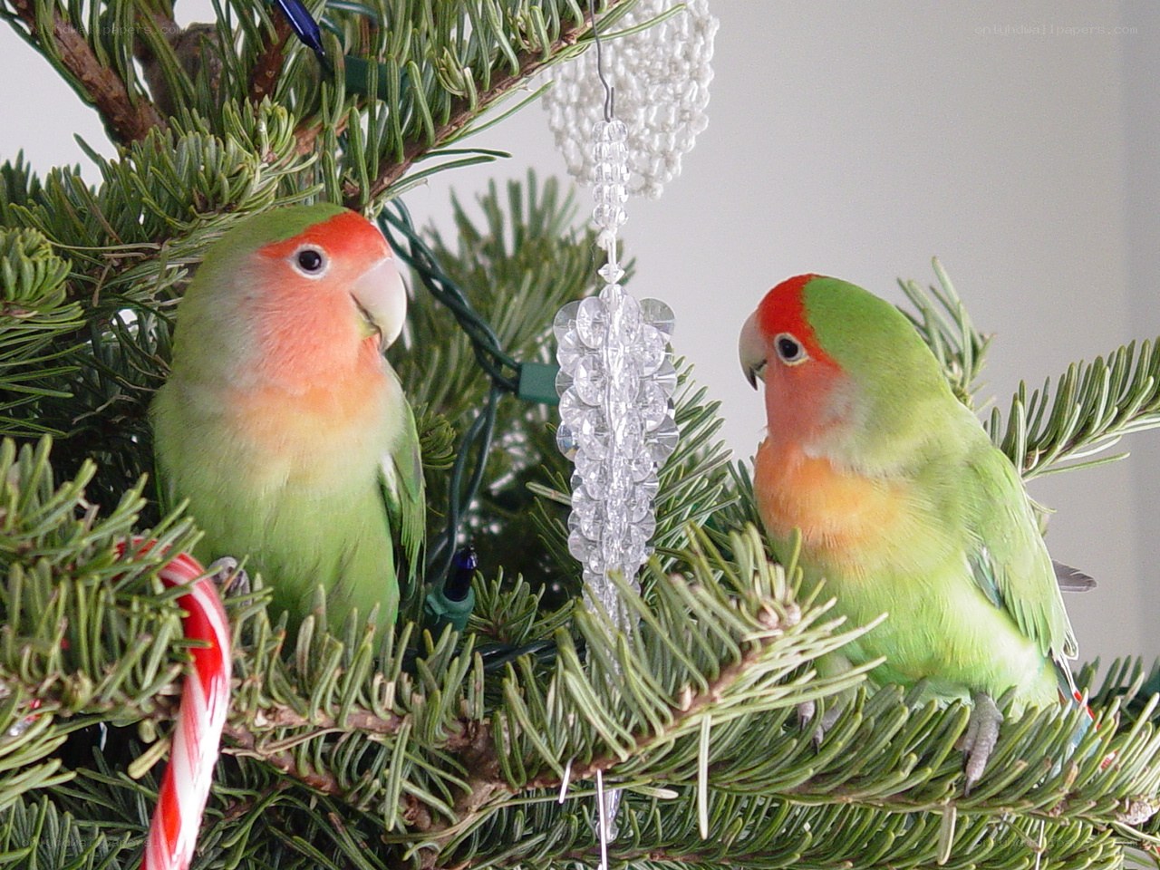 Two lovebirds on a tree