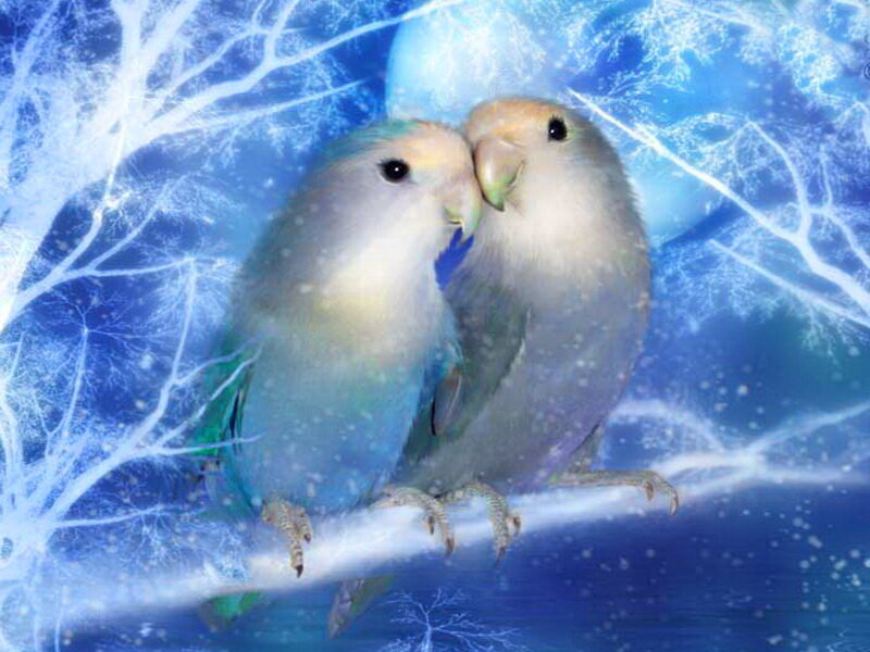 Two Lovebirds on Branch — Blue, Serene