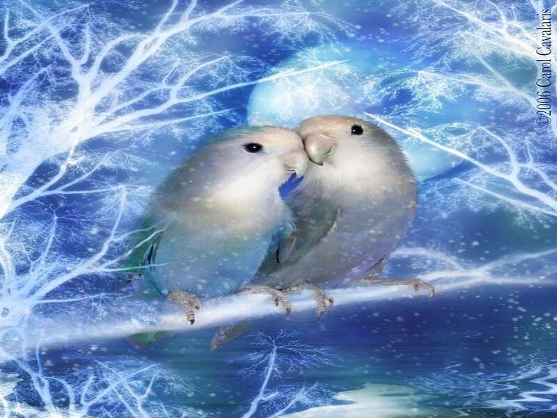 Two Lovebirds on Branch — Blue
