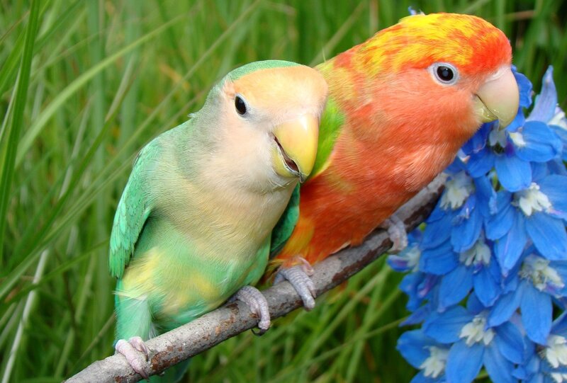 Two Lovebirds on Branch — Green, Calm, Afternoon, Photograph