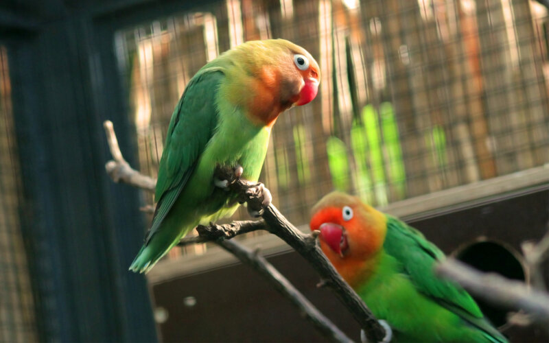 Two Lovebirds on Branch — Green, Calm, Afternoon
