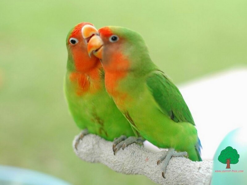 Two Lovebirds on Branch — Green, Calm, Photograph, Green Background