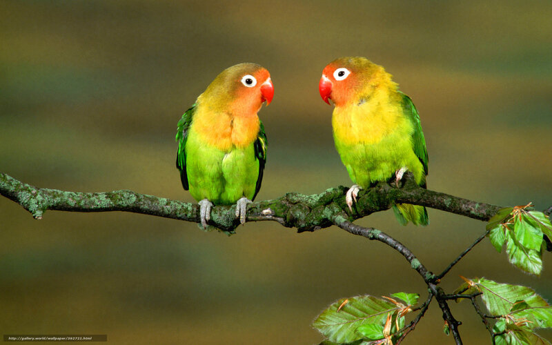 Two Lovebirds on Branch — Green, Calm, Photograph, Leaves, Background