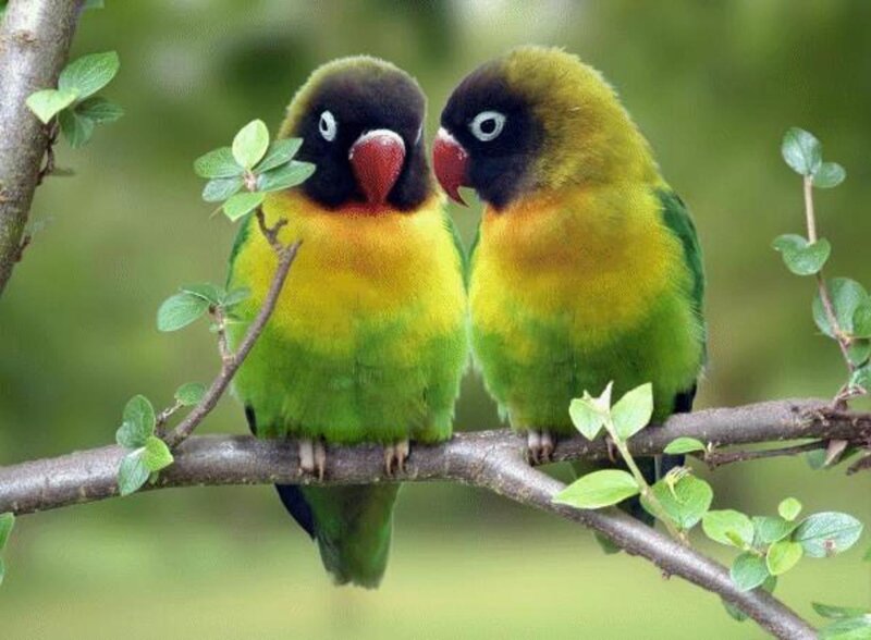 Two Lovebirds on Branch — Green, Calm, Photograph, Leaves