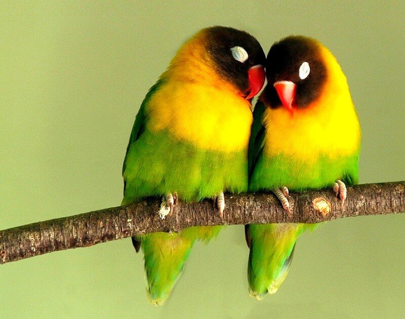Two Lovebirds on Branch — Green, Calm, Photograph, Yellow, Black