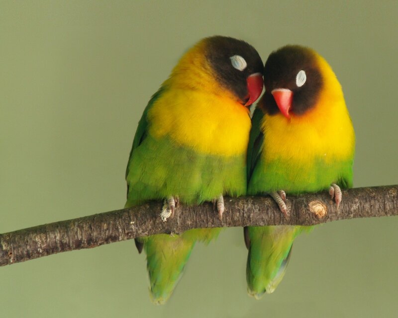 Two Lovebirds on Branch — Green, Calm, Photograph, Yellow, Brown