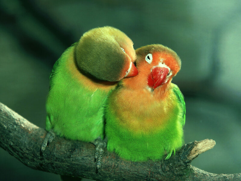 Two Lovebirds on Branch — Green, Calm
