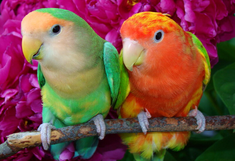 Two Lovebirds on Branch — Green, Colorful