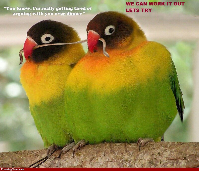 Two Lovebirds on Branch — Green, Humorous