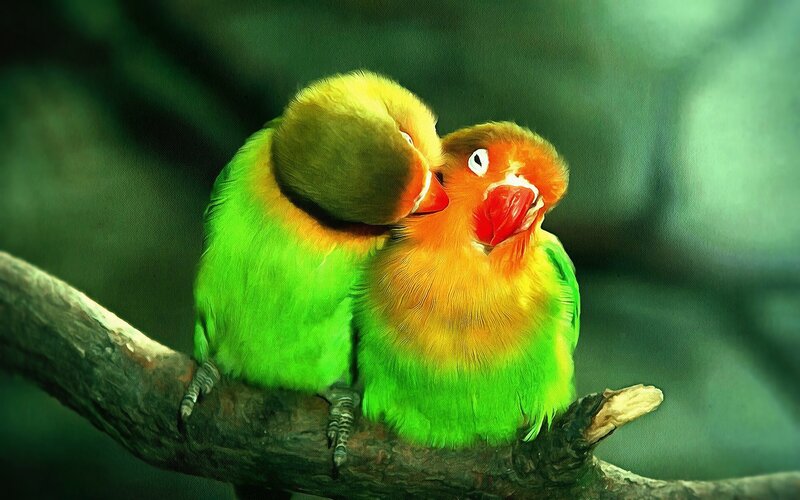 Two Lovebirds on Branch — Green, Intimate, Photograph, Green Background